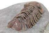 Interesting, Red Austerops Trilobite - Zireg, Morocco #273407-5